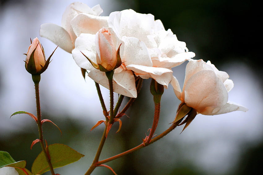 Roses, Flowers, Branch, Buds HD wallpaper