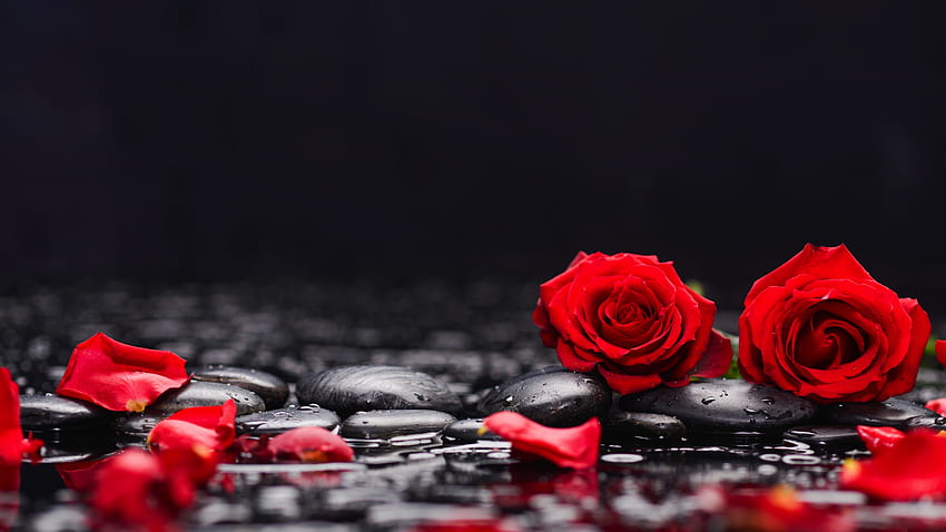 red roses, petals, rocks, surface , tablet, laptop, , background, 1143, Red Roses Laptop HD wallpaper