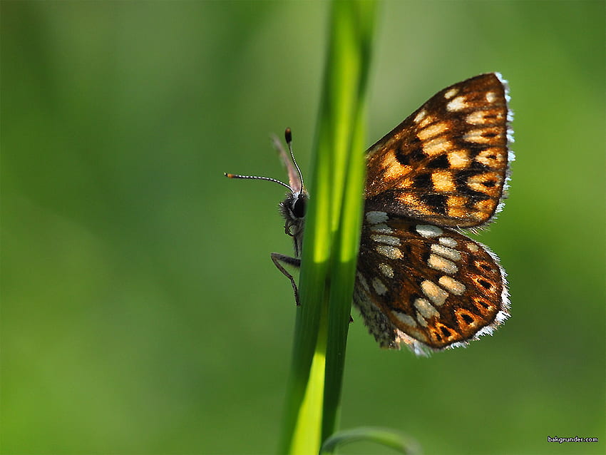 Brown Butterfly, crema, color, insecto, manchas, marrón, negro, planta, mariposa fondo de pantalla