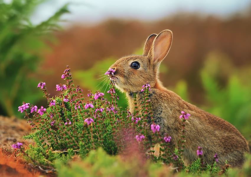 Animals, Flowers, Grass, Blur, Rabbit, Hare HD wallpaper
