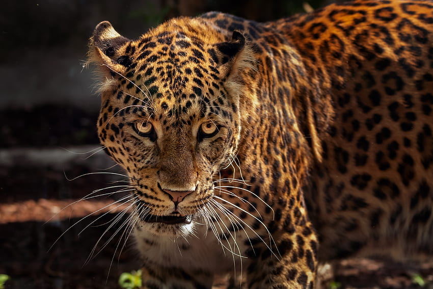Tiere, Jaguar, Schnauze, Raubtier, Raubkatze, Wildtiere HD-Hintergrundbild