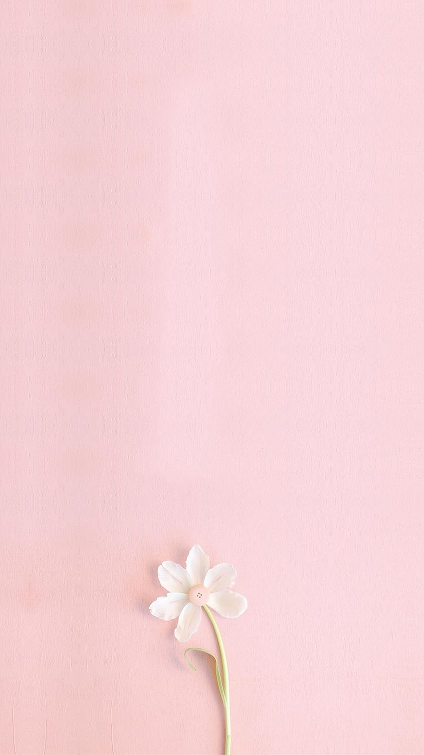 ศิลปะพื้นหลัง H5 สีชมพูสด โทรศัพท์ดอกไม้ , ดอกไม้ , สีชมพู , ขนาดเล็ก เรียบง่าย น่ารัก วอลล์เปเปอร์โทรศัพท์ HD