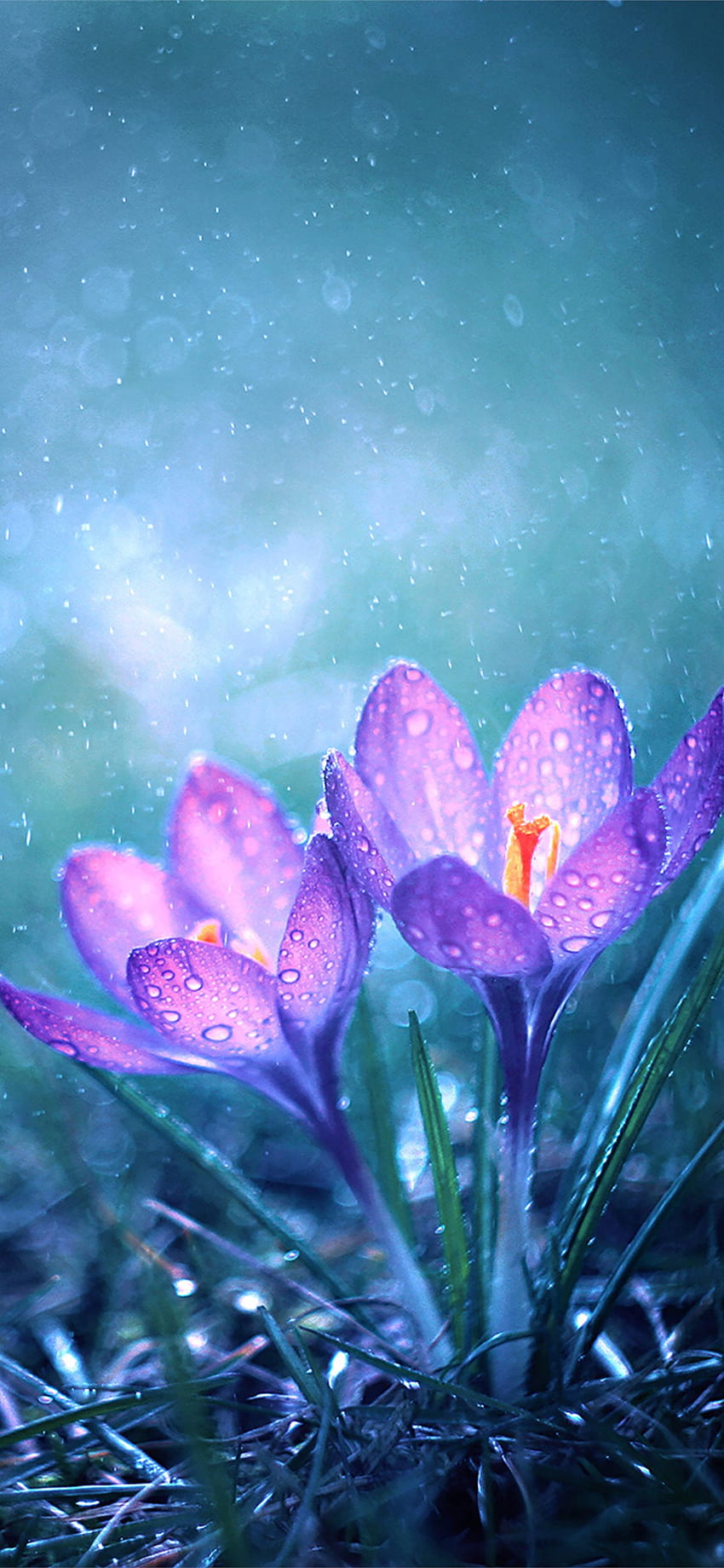 flor mágica manhã iPhone X, Magical Spring Papel de parede de celular HD