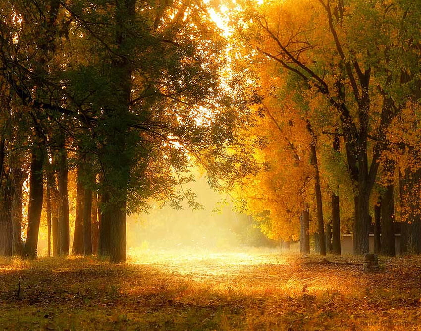 Luz de outono, popular, laranja, beleza, fundo, luz, árvores, outono, natureza, floresta papel de parede HD