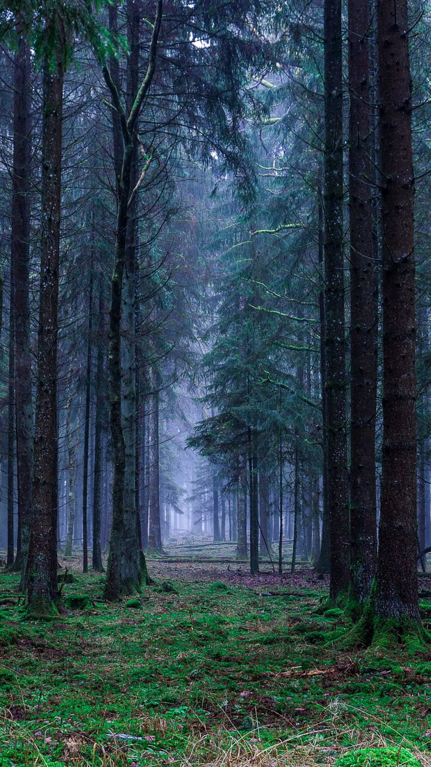 earthporn, forêt bleue Fond d'écran de téléphone HD