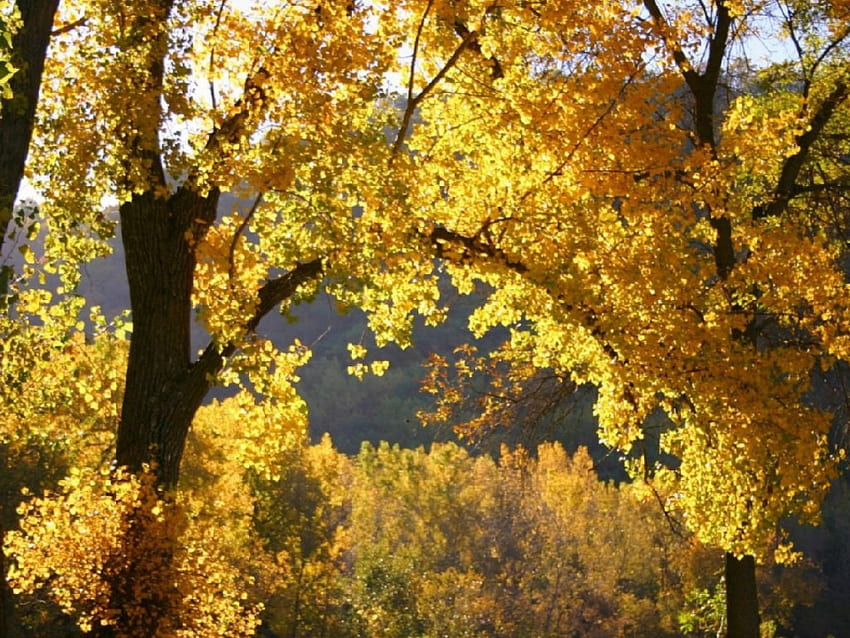 黄色の葉、木、葉、黄色 高画質の壁紙