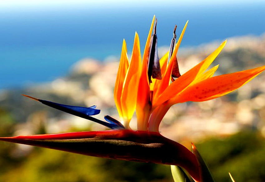 Strelitzia, Flowers, Bird Of Paradise. TOP background, Heliconia HD wallpaper