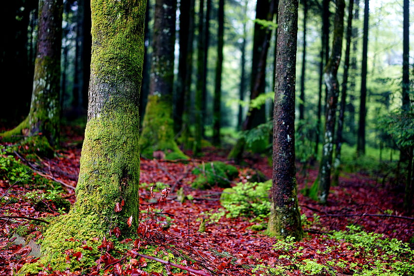 ธรรมชาติ ต้นไม้ ป่า ตะไคร่น้ำ เปลือกไม้ วอลล์เปเปอร์ HD