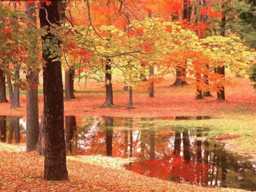 Belleza de otoño, árboles, hojas de otoño, agua, bosque. fondo de pantalla