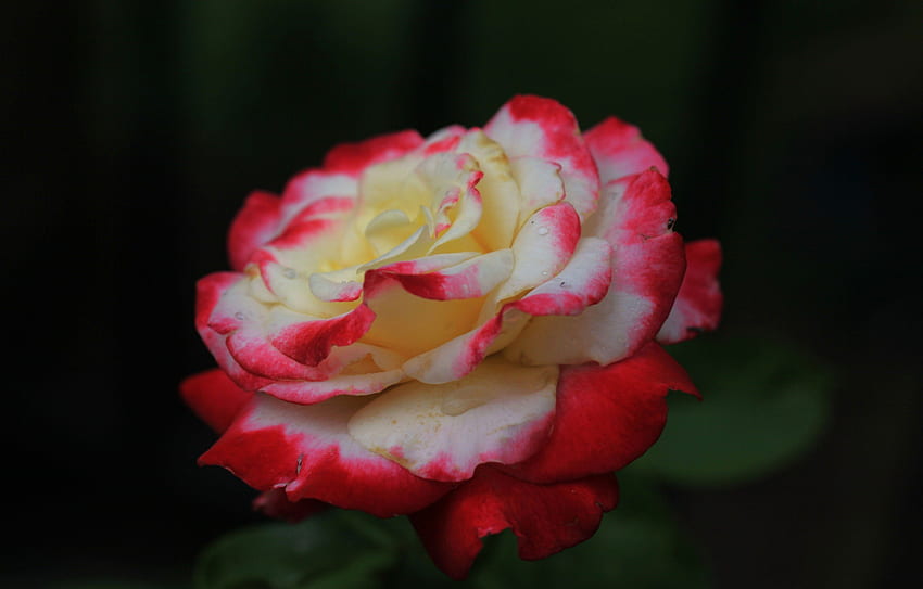 Two Tone Rose, zwei, weiß, groß, Rose, Blütenblätter, Blume, Blüten, Schichten, rot, Natur, Ton HD-Hintergrundbild
