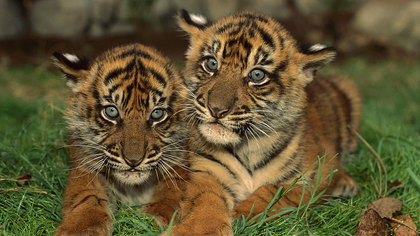 two cute cubs, baby, two, cute, cubs HD wallpaper