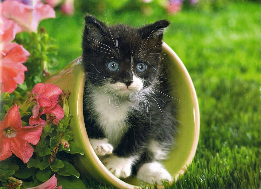 Kitten, white, black, garden, cute, grass, green, flowers, pot HD wallpaper