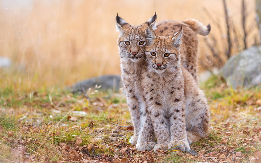 Lynx cubs, pisica, animal, lynx, cub, wild cat, couple, cute HD wallpaper