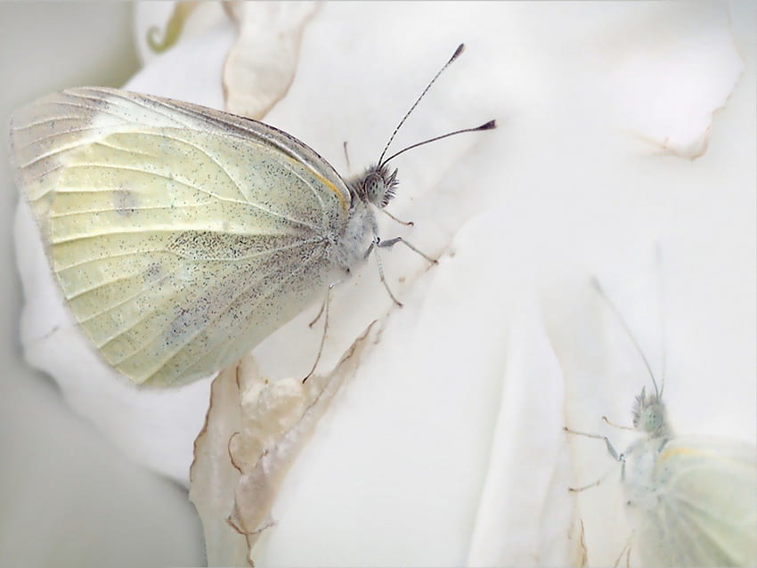 WHITE, butterflies, animals HD wallpaper