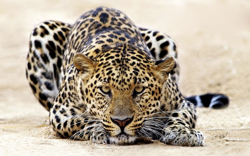 animais, leopardos papel de parede HD