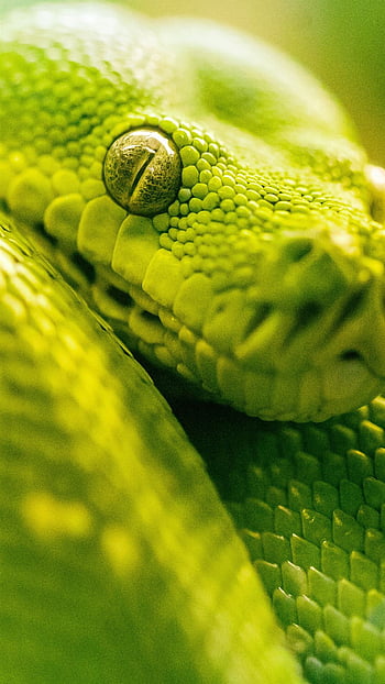 Download Slytherin Aesthetic Green Snake Wallpaper | Wallpapers.com