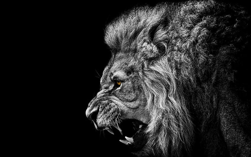 Cool Lion Group, Cool Lion Face HD wallpaper