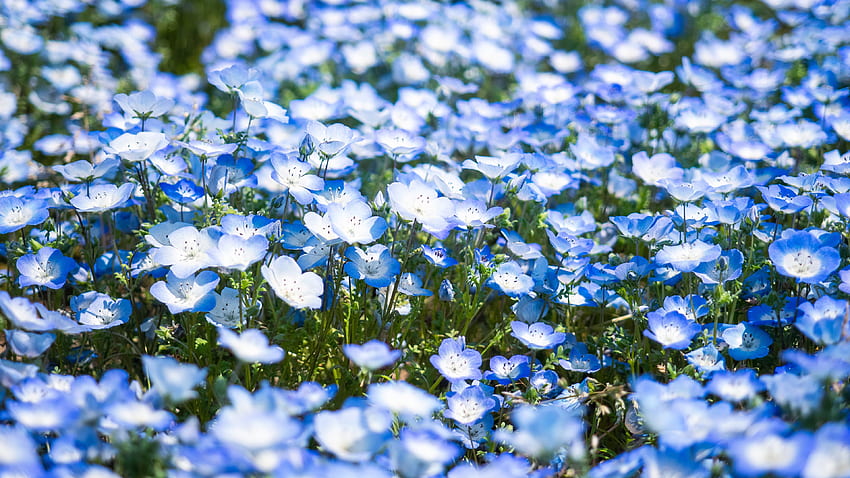 파란색 흰색 물망초 꽃 봉오리 녹색 잎 필드 흐림 배경 자연 HD 월페이퍼