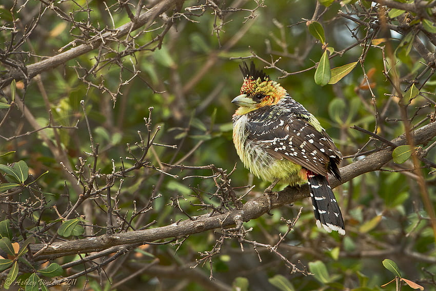CRESTED BARBET BIRD, colorful, feathers, bird, wildlife HD wallpaper