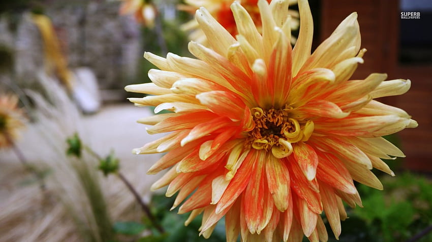 Orange Chrysantheme, Chrysantheme, Natur, Blumen, Orange HD-Hintergrundbild