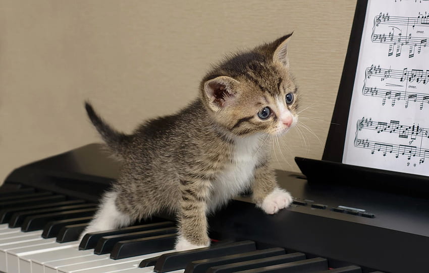 cat, notes, kitty, grey, background, the game, baby, keys, kitty, piano, piano, notebook, striped, synth, musical instrument, young genius for , section кошки HD wallpaper
