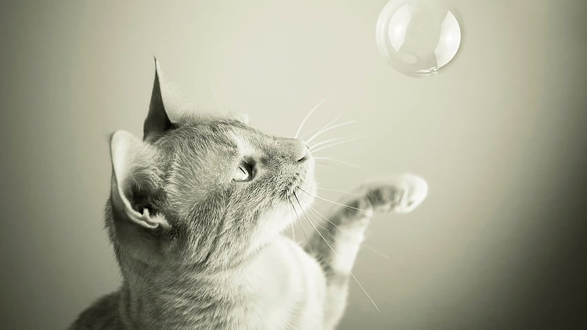 Gray cat, monochrome, cat, animals, bubbles HD wallpaper