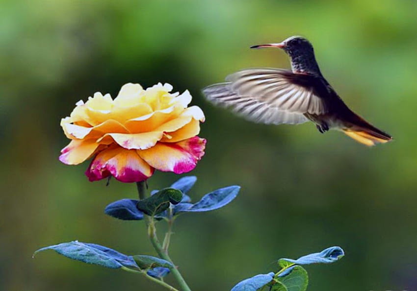 Humming Bird and the Rose, rose, birds, animals, nature, flowers HD wallpaper