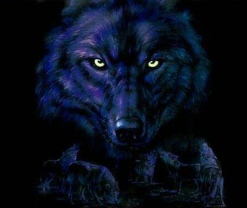 les loups violets regardent hurler. jpg, regarder vers le bas, sauvage, loup Fond d'écran HD