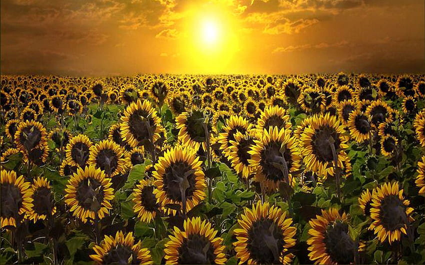 fondos de pantalla de flores de sol