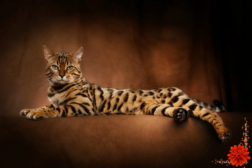 Gato de Bengala, pisica, tigru, leopardo, ras papel de parede HD