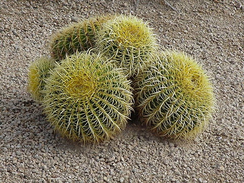 Fiori di cactus, deserto, sud-ovest, cactus, fiore Sfondo HD