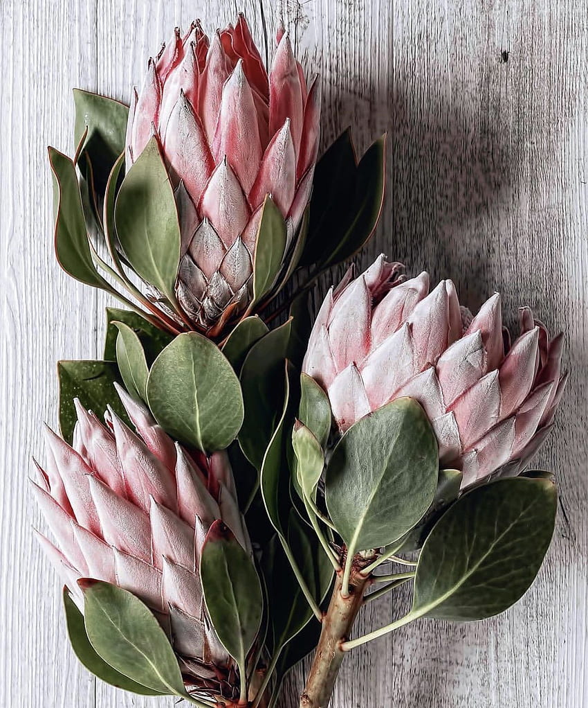 Tanaman sikat gula Tanaman Afrika Selatan. Bunga Protea, Bunga-bunga indah, Seni Protea, Bunga Asli wallpaper ponsel HD