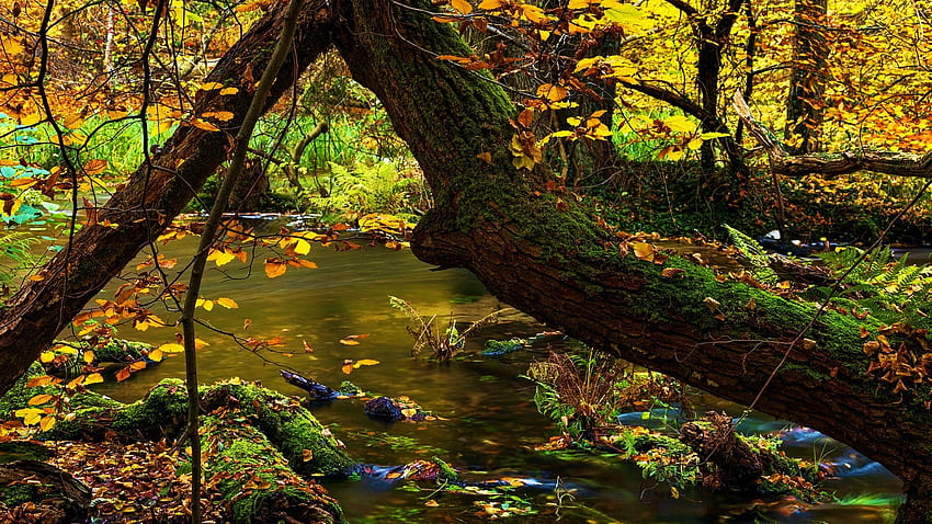Autumn River in northern Germany, colors, trees, leaves, forest, fall HD wallpaper