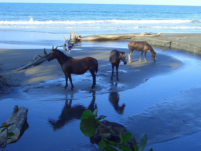 Cavalli sulla spiaggia, costa del Texas Sfondo HD