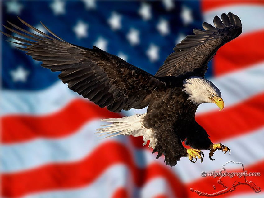 Bandeira americana com águia, bandeira de águia careca papel de parede HD