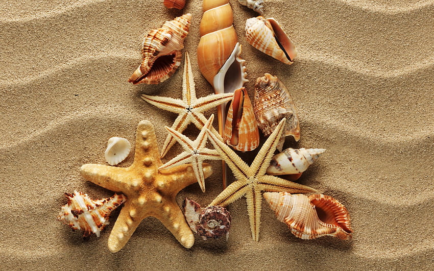Coquillages, étoiles de mer, marine, sable, plage Fond d'écran HD