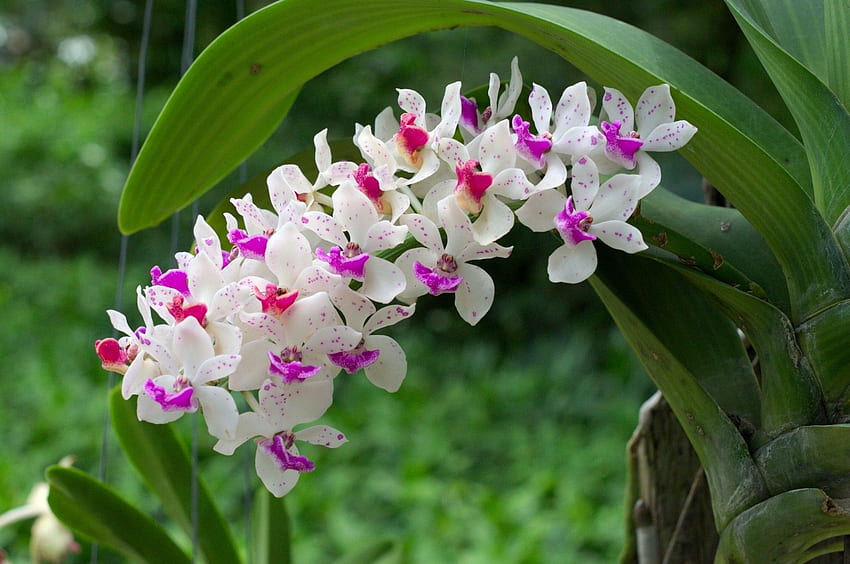 : Beautiful Orchids - Orchid, Petal, Phalaenopsis HD wallpaper