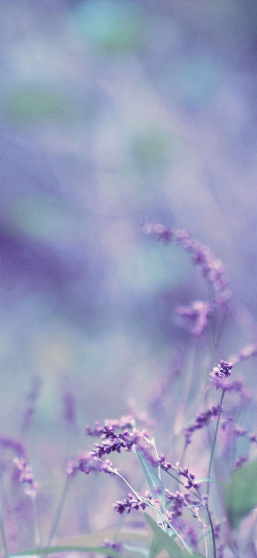 Lavendel [] für Ihr , Handy & Tablet. Entdecken Sie den Lavendel-Hintergrund. Lavendel, Lavendelhintergrund, Lavendel HD-Handy-Hintergrundbild