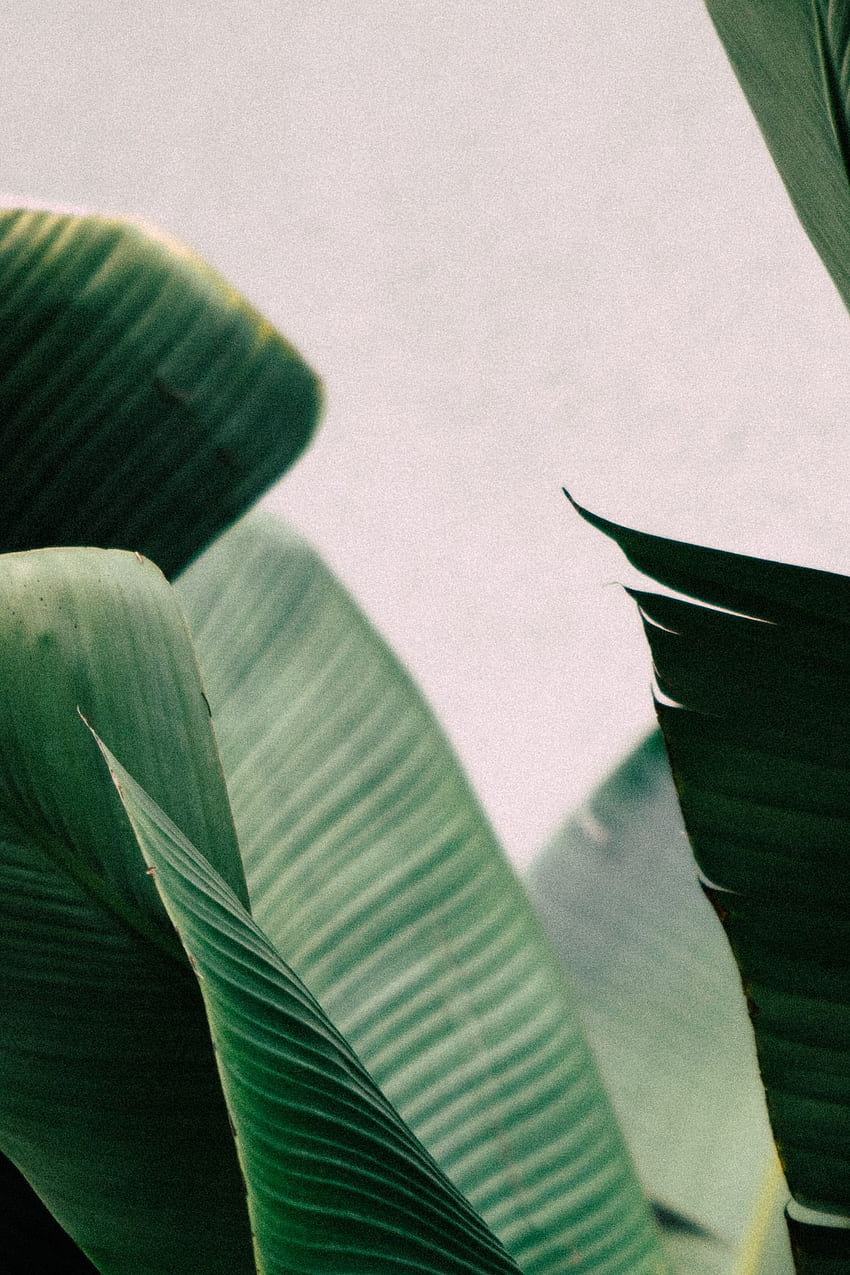 МОМЕНТАЛЕН ПЕЧАТ Minimal Palms Art Print Palm Art. Etsy през 2021 г. Зелена естетика, растителна естетика, растение, минимално тропическо HD тапет за телефон