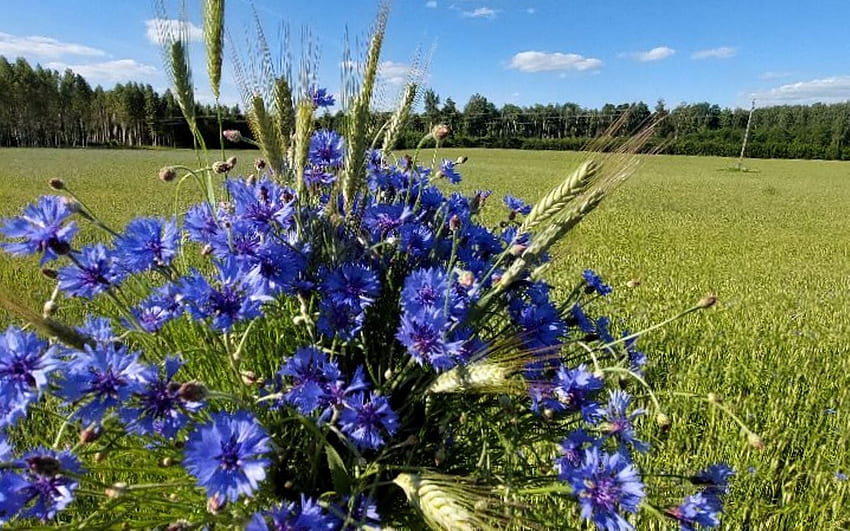 Kornblumenstrauß, Lettland, Kornblumen, Blumenstrauß, Feld HD-Hintergrundbild