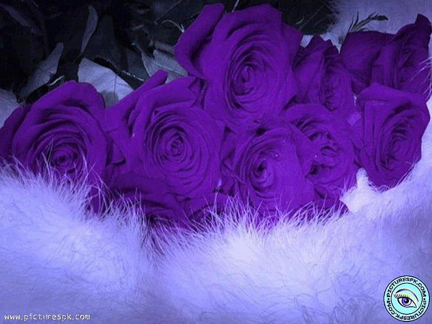 กุหลาบสีม่วง [] สำหรับมือถือและแท็บเล็ตของคุณ สำรวจดอกกุหลาบสีม่วงสำหรับ สีม่วง ของดอกกุหลาบสีม่วง ดอกกุหลาบสีม่วงสวยงาม วอลล์เปเปอร์ HD