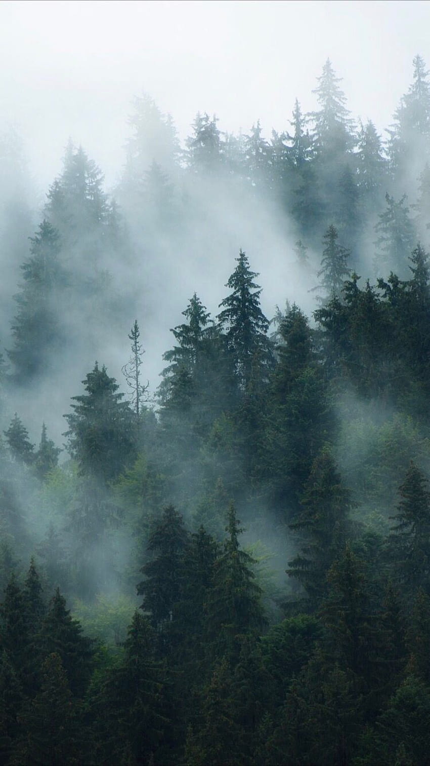 drewniane ściany iPhone'a. Tło lasu, mglisty las, leśna grafika, las nordycki Tapeta na telefon HD