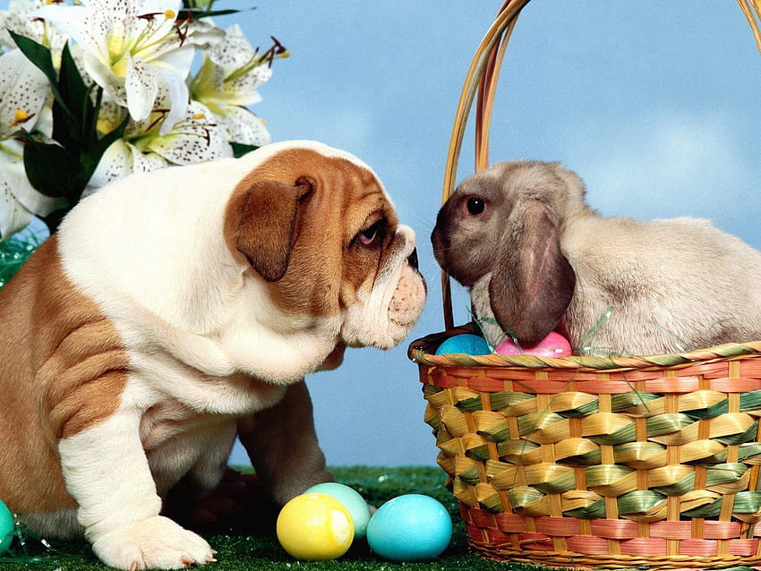 animales, huevos, pascua, perro, cesta, conejo fondo de pantalla
