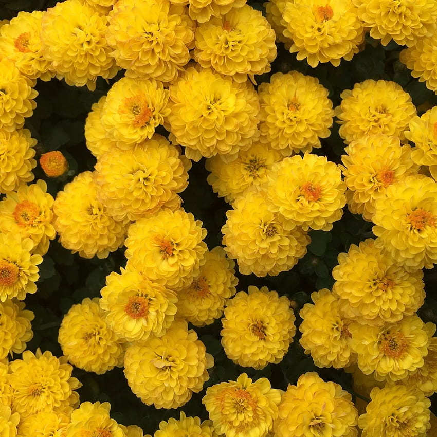хризантема, цветя, жълт ipad HD тапет за телефон