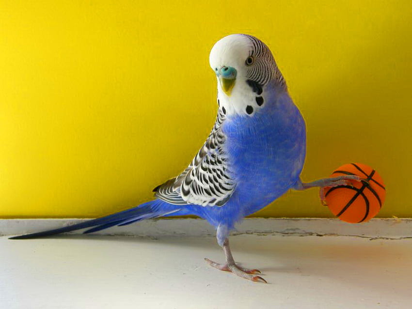 Trying out for the 'Bulls', toy, bird, ball, blue black white, budgie, pet HD wallpaper
