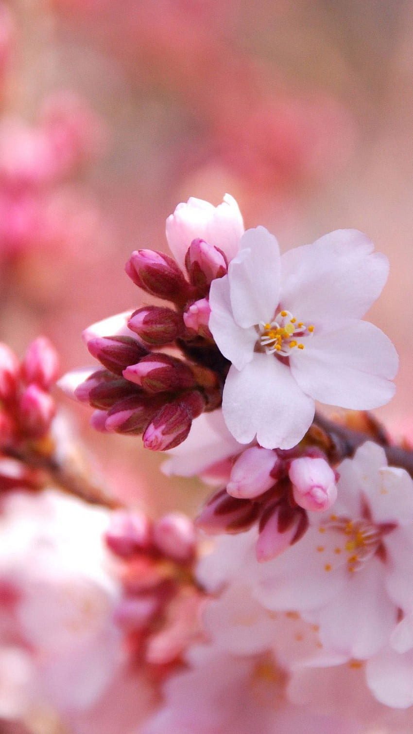 fiore di ciliegio giapponese. Apertura di boccioli di fiori. giapponese Sfondo del telefono HD