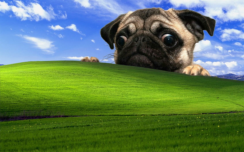 Fawn Pug und Microsoft Windows Field, Windows XP, Hund • Für Sie, Space Pug HD-Hintergrundbild