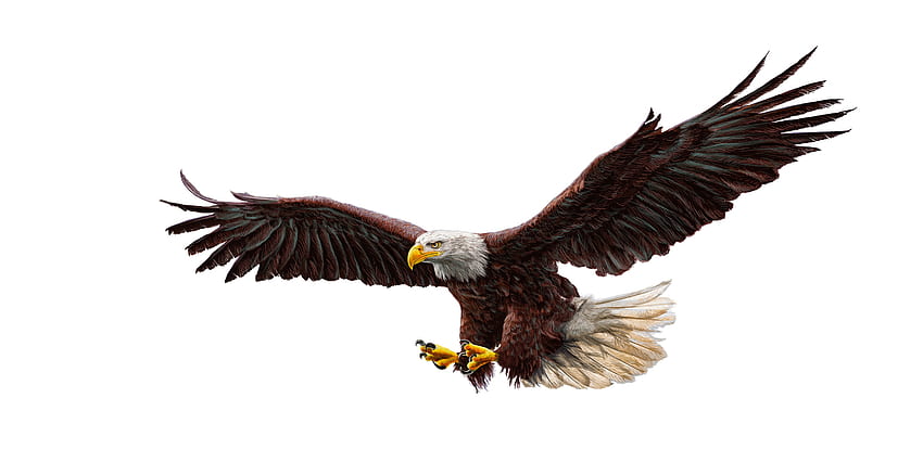 Aquila calva, predatore di uccelli, art Sfondo HD