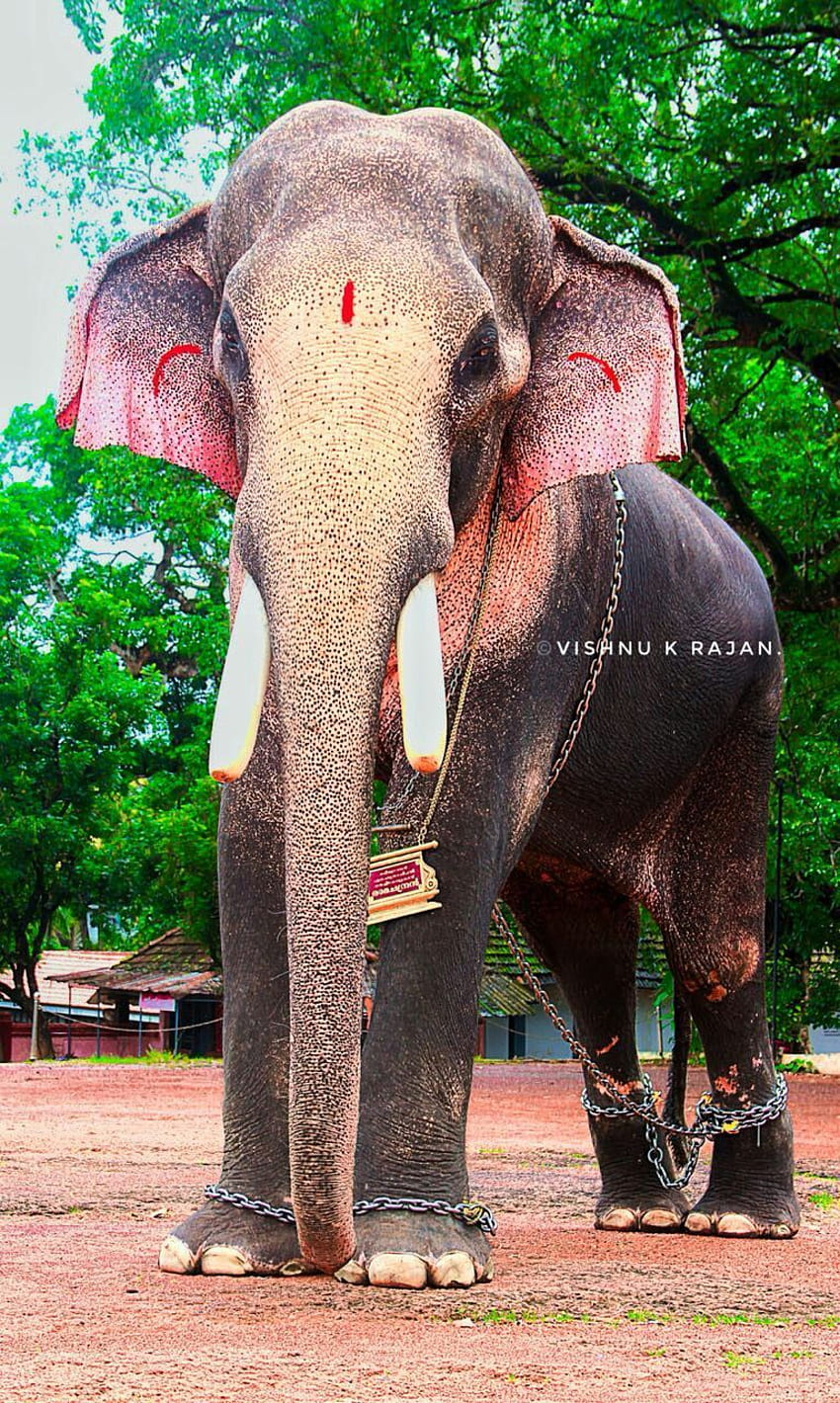 象のジティ。 象の、象、象、ケララ州の象 HD電話の壁紙