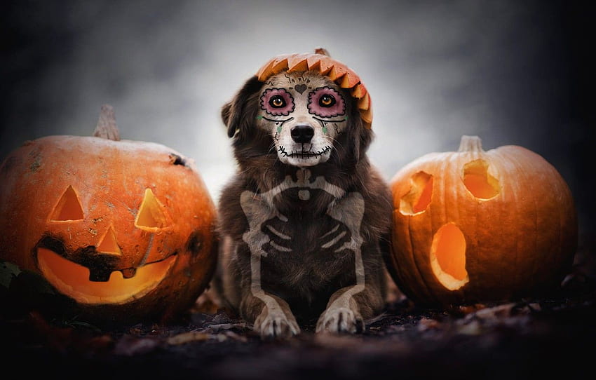 autumn, look, face, background, holiday, skull, dog, bones, skeleton, pumpkin, lies, Halloween, faces, makeup, Jack, paint for , section собаки, Puppy Halloween HD wallpaper